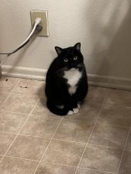Lost Female Cat last seen South Eucla Ave, San Dimas, 91773, San Dimas, CA 91773