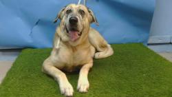 Shelter Stray Female Dog last seen , 216 W Victoria St, Gardena, CA 90248, USA