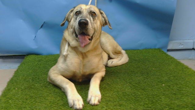 Shelter Stray Female Dog last seen , 216 W Victoria St, Gardena, CA 90248, USA