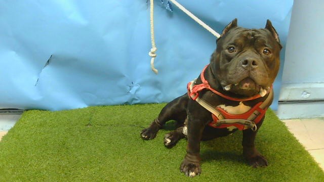 Shelter Stray Male Dog last seen , 216 W Victoria St, Gardena, CA 90248, USA