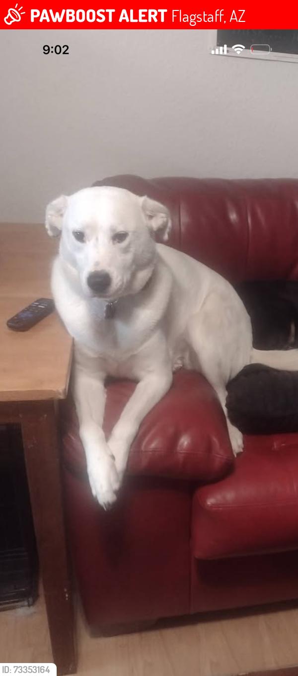 Lost Female Dog last seen Center and East 1st Ave, Flagstaff, AZ 86004