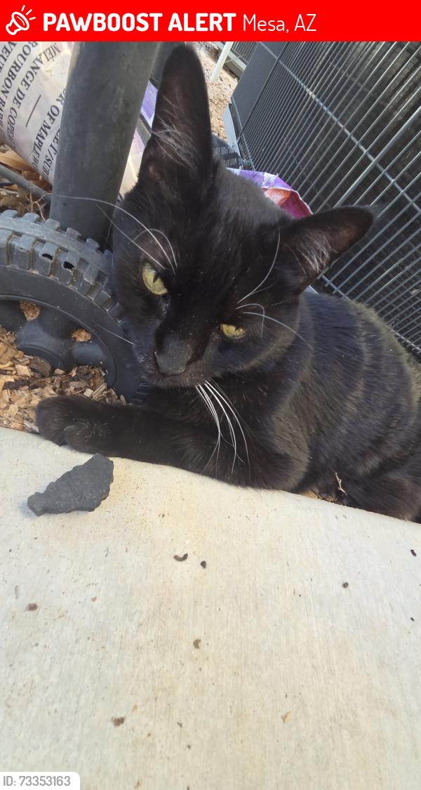 Lost Male Cat last seen Near East portabello avenue 85212, Mesa, AZ 85212