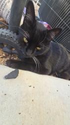 Lost Male Cat last seen Near East portabello avenue 85212, Mesa, AZ 85212