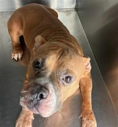 Shelter Stray Male Dog last seen S 27TH AVE AND ESTERBROOKS BLVD, 1920 S Lewis, Mesa, AZ 85210, USA
