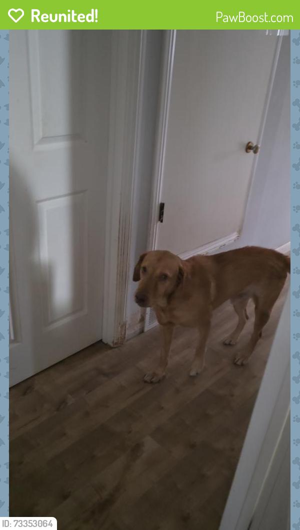 Reunited Male Dog last seen Near Cabrillo Ave, Santa Clara, CA 95051, USA, Santa Clara, CA 95051