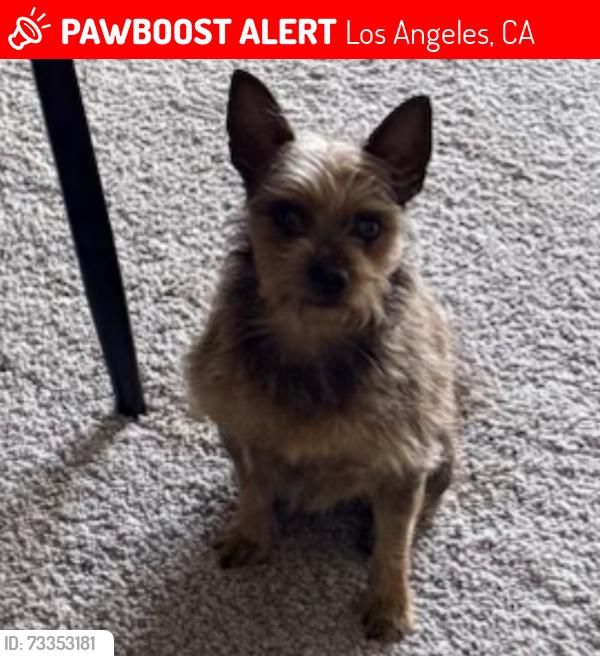 Lost Female Dog last seen Near VICTORY BLVD, WOODLAND HILLS, CA91367, Los Angeles, CA 91367