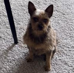 Lost Female Dog last seen Near VICTORY BLVD, WOODLAND HILLS, CA91367, Los Angeles, CA 91367