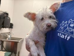 Shelter Stray Female Dog last seen , 4000 N Silverbell Rd, Tucson, AZ 85745, USA