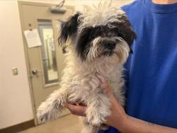 Shelter Stray Male Dog last seen , 4000 N Silverbell Rd, Tucson, AZ 85745, USA