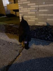 Found/Stray Unknown Dog last seen Valley apmts, Cleveland, OH 44109