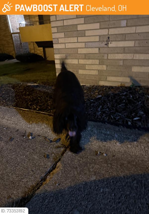 Found/Stray Unknown Dog last seen Valley apmts, Cleveland, OH 44109