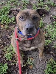 Shelter Stray Male Dog last seen Near BLOCK N CYPRESS RD, POMPANO BEACH FL 33060, 2400 SW 42nd St, Fort Lauderdale, FL 33312, USA