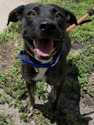 Shelter Stray Female Dog last seen Near BLOCK NW 8 AV, POMPANO BEACH FL 33060, 2400 SW 42nd St, Fort Lauderdale, FL 33312, USA