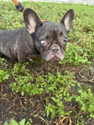Shelter Stray Female Dog last seen Near BLOCK PLANTATION BLVD, MIRAMAR FL 33023, 2400 SW 42nd St, Fort Lauderdale, FL 33312, USA