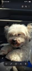 Reunited Female Dog last seen 68th AV North Seminole 33772, Seminole, FL 33772