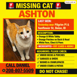 Lost Male Cat last seen Pilgrim pl and sunflower st, Boise, ID 83704