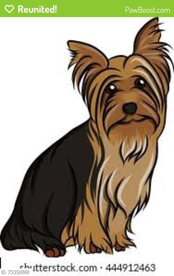 Reunited Unknown Dog last seen Wilson Rd. Brownsburg IN and East County Rd. 950 N, Whitestown, IN 46278