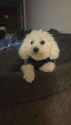 Lost Male Dog last seen Pennewill Dr, New Castle, DE 19720