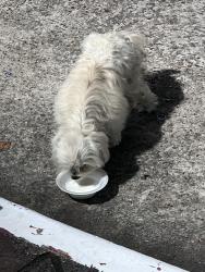 Reunited Unknown Dog last seen Las rocas apmts, Houston, TX 77036