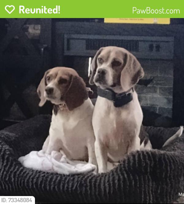 Reunited Female Dog last seen Teachers ridge and 259, Diana, TX 75640