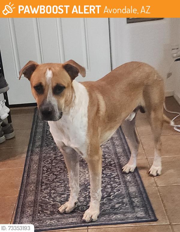Found/Stray Male Dog last seen Durango Park, Avondale, AZ 85323