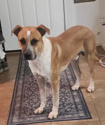 Found/Stray Male Dog last seen Durango Park, Avondale, AZ 85323