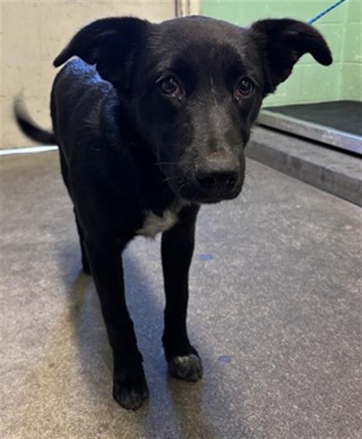 Shelter Stray Male Dog last seen BROADWAY & 37TH ST, 2127 Front St, Sacramento, CA 95818, USA