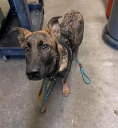 Shelter Stray Male Dog last seen FRONT ST & U ST, 2127 Front St, Sacramento, CA 95818, USA