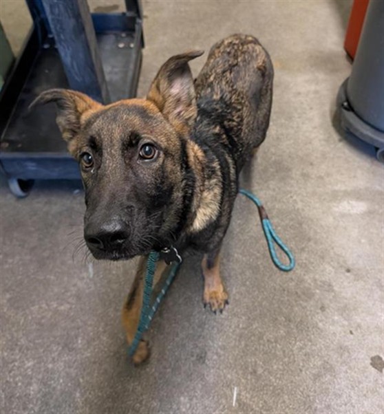 Shelter Stray Male Dog last seen FRONT ST & U ST, 2127 Front St, Sacramento, CA 95818, USA