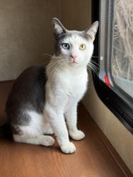 Reunited Male Cat last seen Near Huston St, North Hollywood, CA 91601, USA, Los Angeles, CA 91601