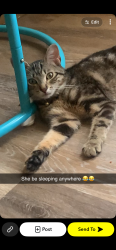 Lost Female Cat last seen Albany ave or possibly garden street or surrounding areas, Hartford, CT 06120