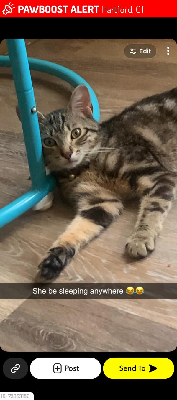 Lost Female Cat last seen Albany ave or possibly garden street or surrounding areas, Hartford, CT 06120