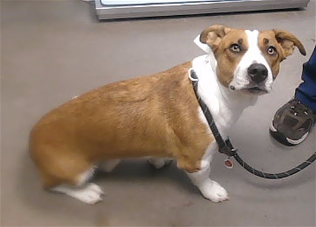 Shelter Stray Male Dog last seen 27TH AVE AND PHOTO VIEW RD, 2500 S 27th Ave, Phoenix, AZ 85009, USA
