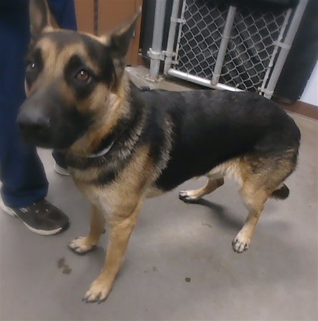 Shelter Stray Male Dog last seen 27TH AVE AND PHOTO VIEW RD, 2500 S 27th Ave, Phoenix, AZ 85009, USA