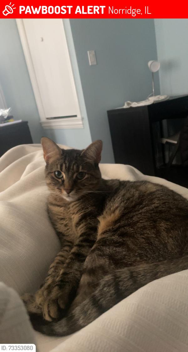 Lost Female Cat last seen North Ozanam Ave and Strong St, Norridge, IL 60706