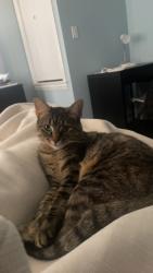 Lost Female Cat last seen North Ozanam Ave and Strong St, Norridge, IL 60706