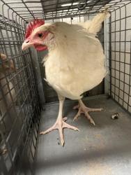 Shelter Stray Unknown Bird last seen Near BLOCK GLEN MARTIN CT, LAS VEGAS NV 89107, 655 N Mojave Rd, Las Vegas, NV 89101, USA