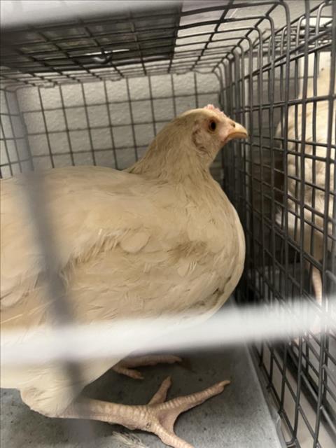 Shelter Stray Unknown Bird last seen Near BLOCK GLEN MARTIN CT, LAS VEGAS NV 89107, 655 N Mojave Rd, Las Vegas, NV 89101, USA