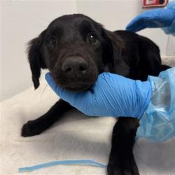Shelter Stray Male Dog last seen CALIFORNIA AVE /W STETSON AVE, HEMET, CA, 92545, 581 S Grand Ave, San Jacinto, CA 92582, USA