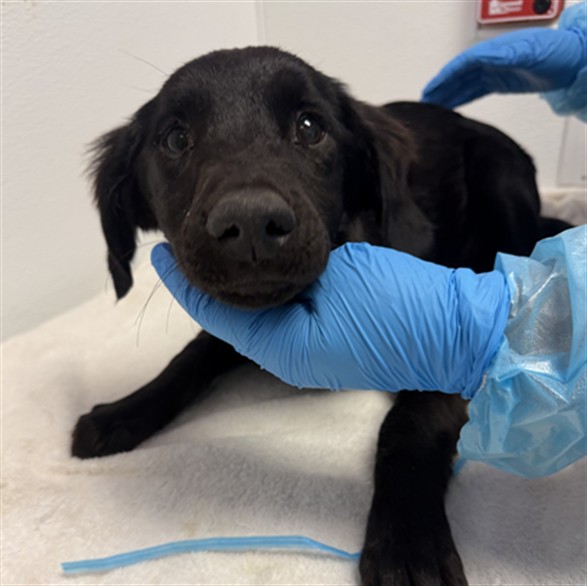 Shelter Stray Male Dog last seen CALIFORNIA AVE /W STETSON AVE, HEMET, CA, 92545, 581 S Grand Ave, San Jacinto, CA 92582, USA