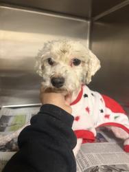 Shelter Stray Male Dog last seen Near BLOCK LAS ROSAS DR S, SAN JACINTO, CA 92583, 581 S Grand Ave, San Jacinto, CA 92582, USA