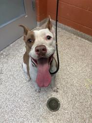 Shelter Stray Female Dog last seen Near BLOCK S SANTA FE AVE, PUEBLO CO 81008, 4600 Eagleridge Pl, Pueblo, CO 81008, USA
