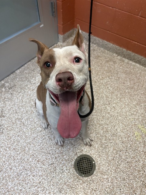 Shelter Stray Female Dog last seen Near BLOCK S SANTA FE AVE, PUEBLO CO 81008, 4600 Eagleridge Pl, Pueblo, CO 81008, USA