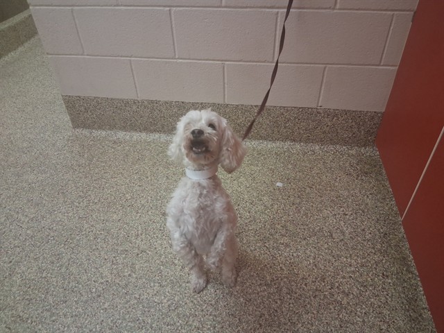 Shelter Stray Male Dog last seen Near BLOCK N ACADEMY BLVD, COLORADO SPRINGS CO 80917, 610 Abbot Ln, Colorado Springs, CO 80905, USA