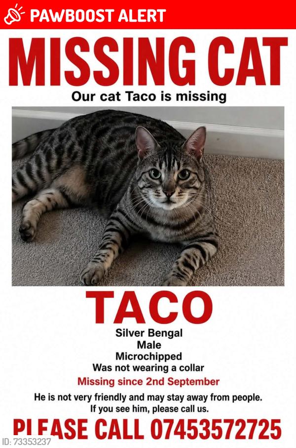 Lost Male Cat last seen Sunlight mews, Westcliff on sea, Southend-on-Sea, England SS0 7FA