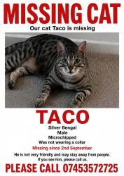 Lost Male Cat last seen Sunlight mews, Westcliff on sea, Southend-on-Sea, England SS0 7FA