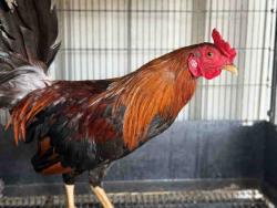 Shelter Stray Male Livestock last seen , 5821 Sweetwater Rd, Bonita, CA 91902, USA
