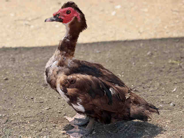 Shelter Stray Male Bird last seen , 5821 Sweetwater Rd, Bonita, CA 91902, USA