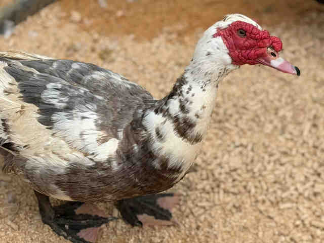 Shelter Stray Unknown Bird last seen , 5821 Sweetwater Rd, Bonita, CA 91902, USA