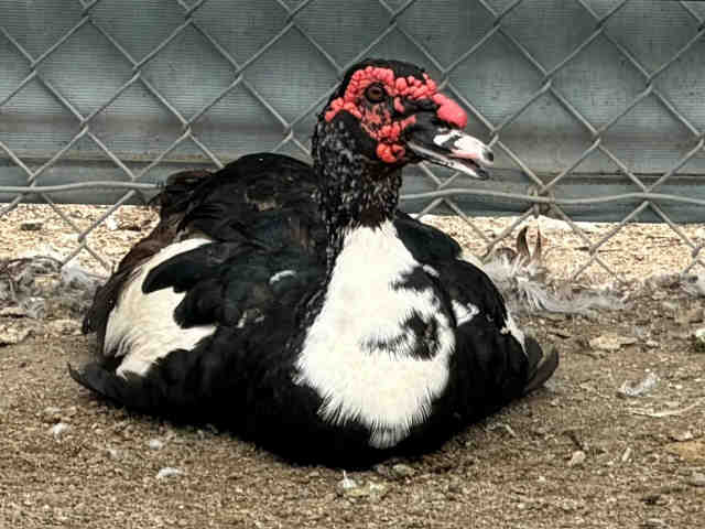 Shelter Stray Unknown Bird last seen , 5821 Sweetwater Rd, Bonita, CA 91902, USA